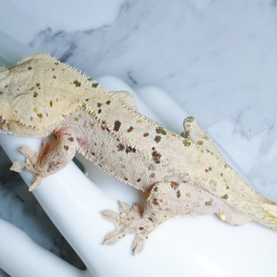 달마시안 슈퍼달마시안