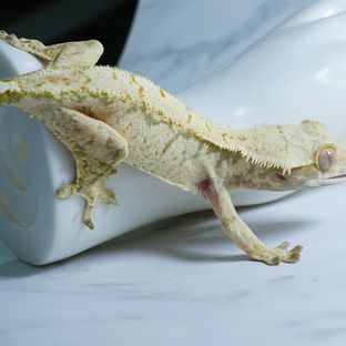 라넌