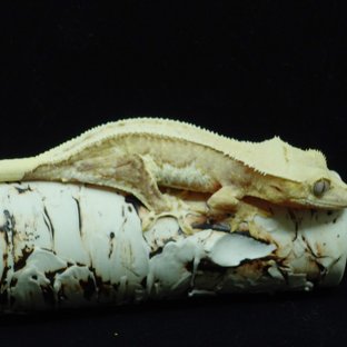 릴리100%헷아잔틱