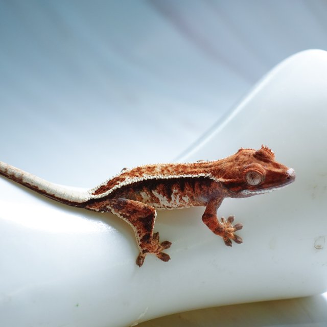 트라이 카푸치노