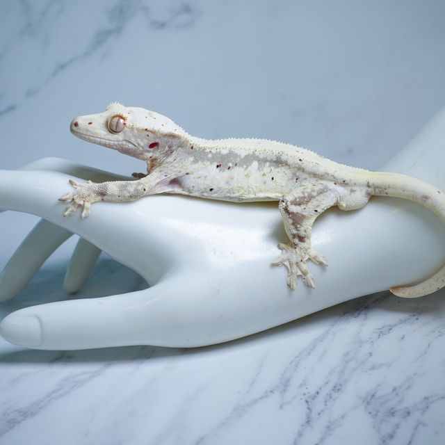 릴리100%헷아잔틱