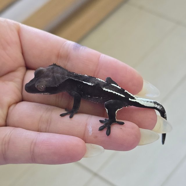 Axanthic