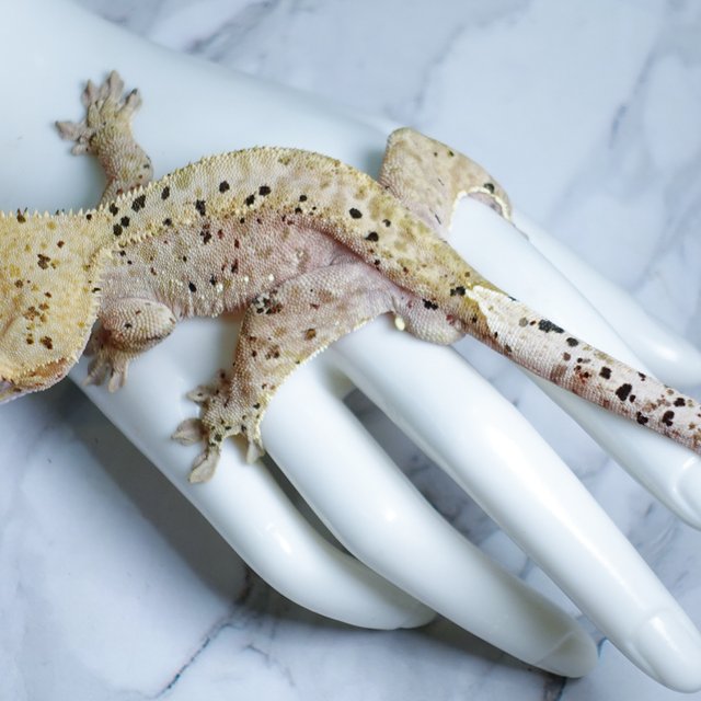 Super Dalmatian Dalmatian