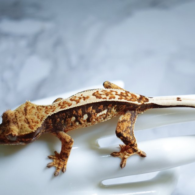 Quad Extreme Harlequin Tri