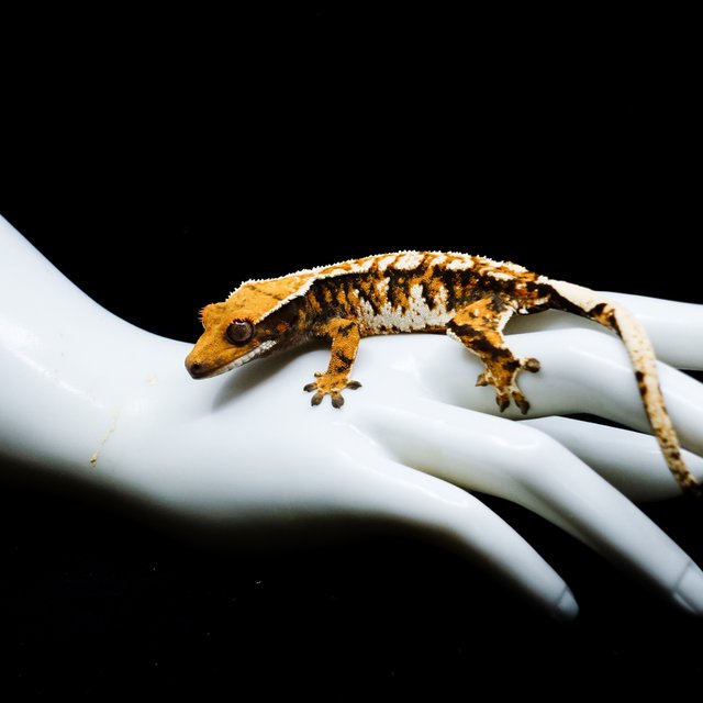 Tri Extreme Harlequin Tangerine