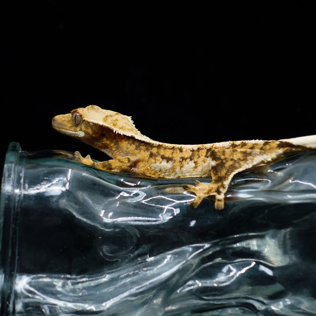 Tri Extreme Harlequin