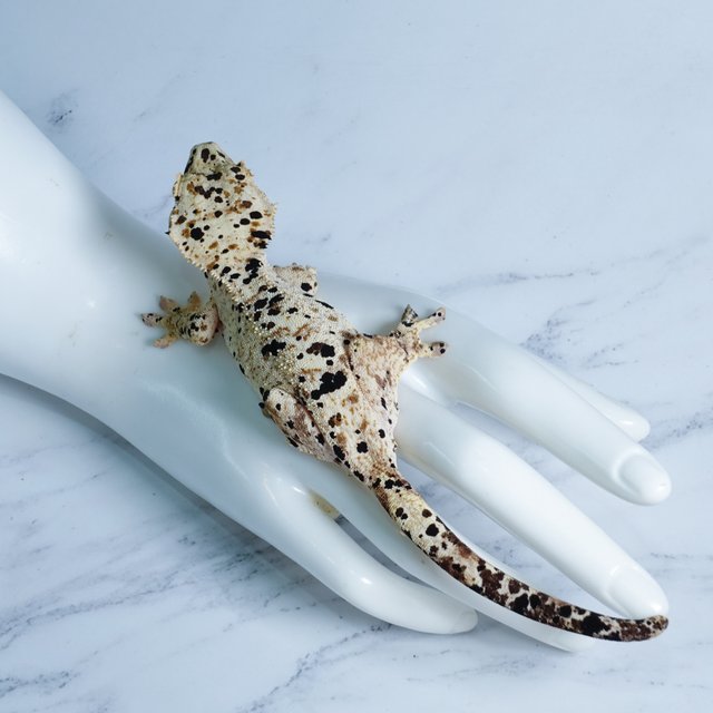 달마시안 슈퍼달마시안