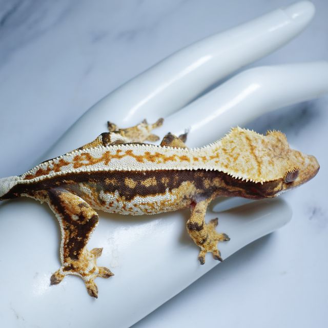 Pinstripe Full Pinstripe Quad