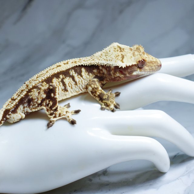 Full Pinstripe White Spot Extreme Harlequin Tri