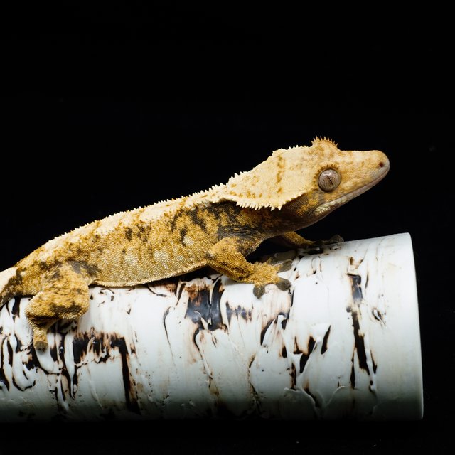 익스트림할리퀸 트라이