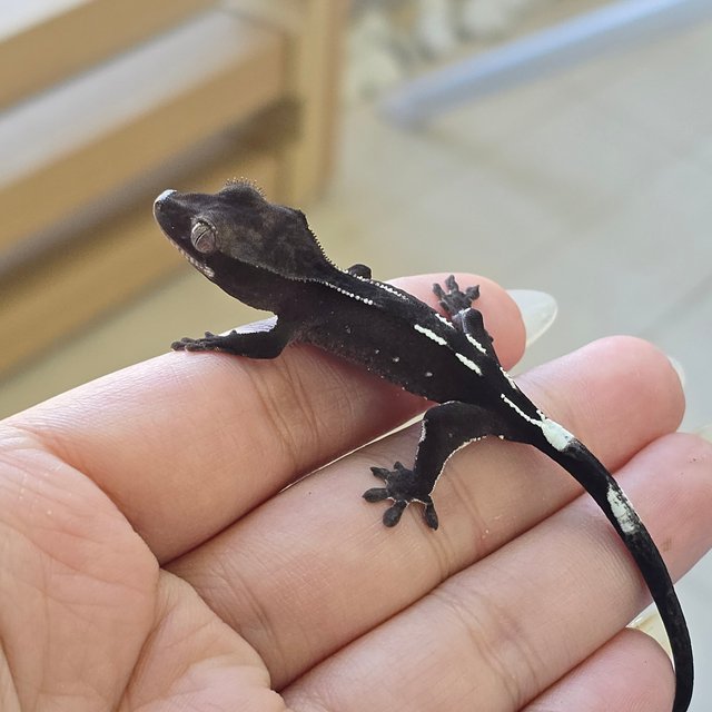Axanthic