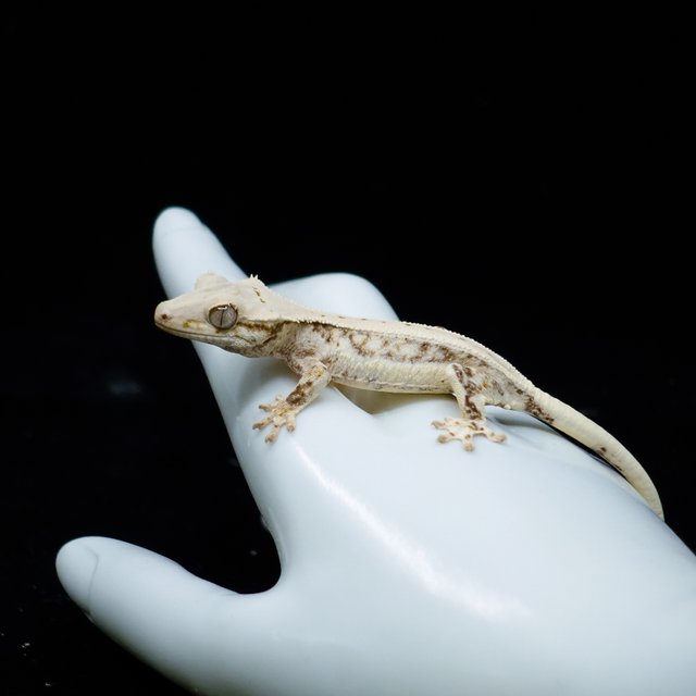 Lilly White