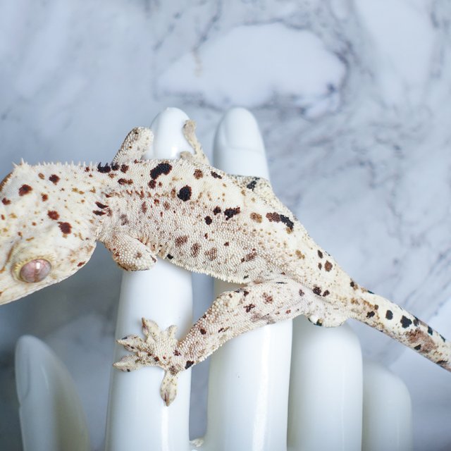 달마시안 슈퍼달마시안