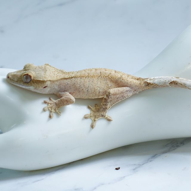 옐로우 크림 브린들