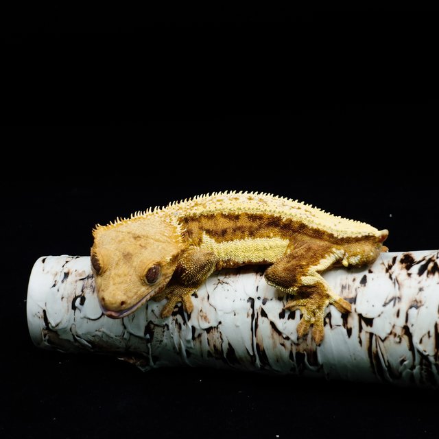 크림시클 릴리화이트