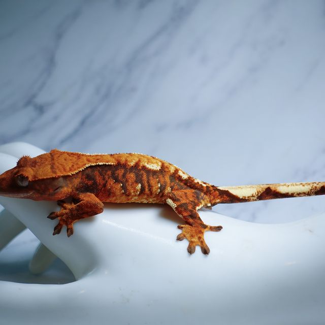 익스트림할리퀸