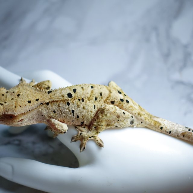 Dalmatian Super Dalmatian