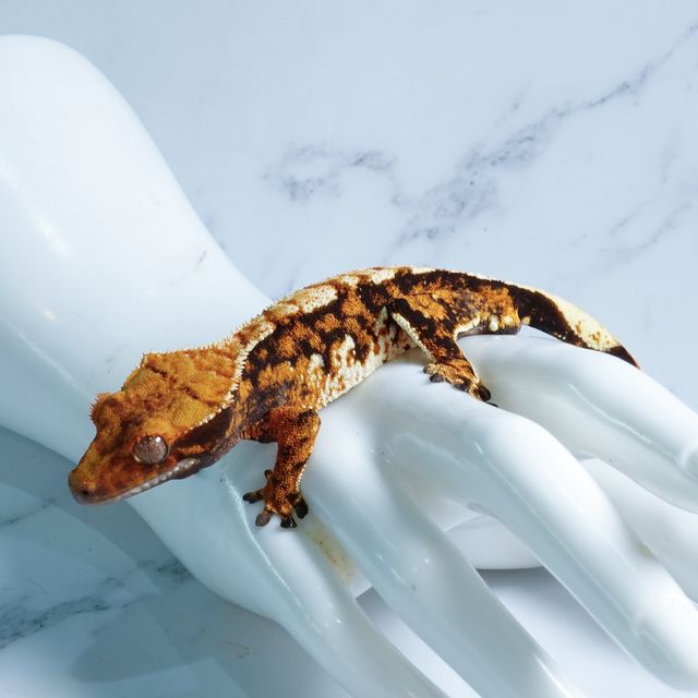 Tri Tangerine Extreme Harlequin