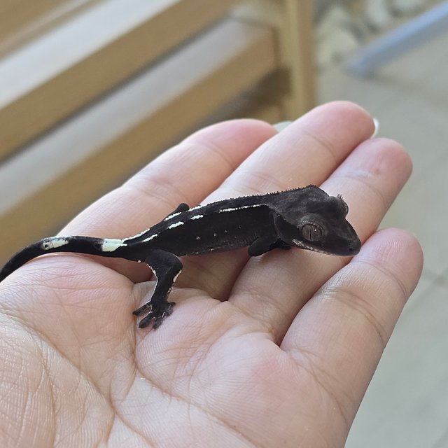 Axanthic