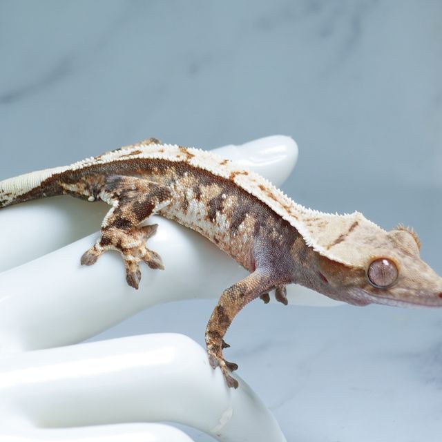 Tri Extreme Harlequin Tangerine