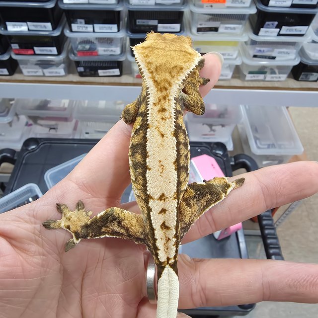 Tri Extreme Harlequin