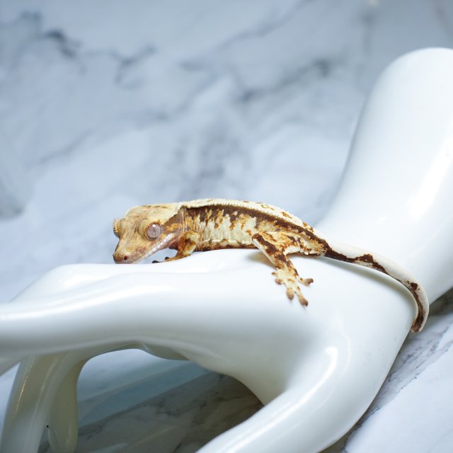 Extreme Harlequin Tri