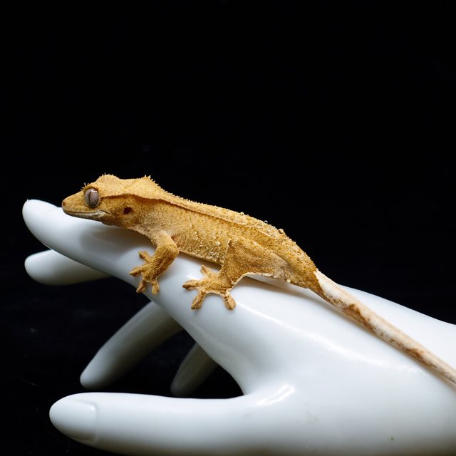 Creamsicle Yellow Buckskin