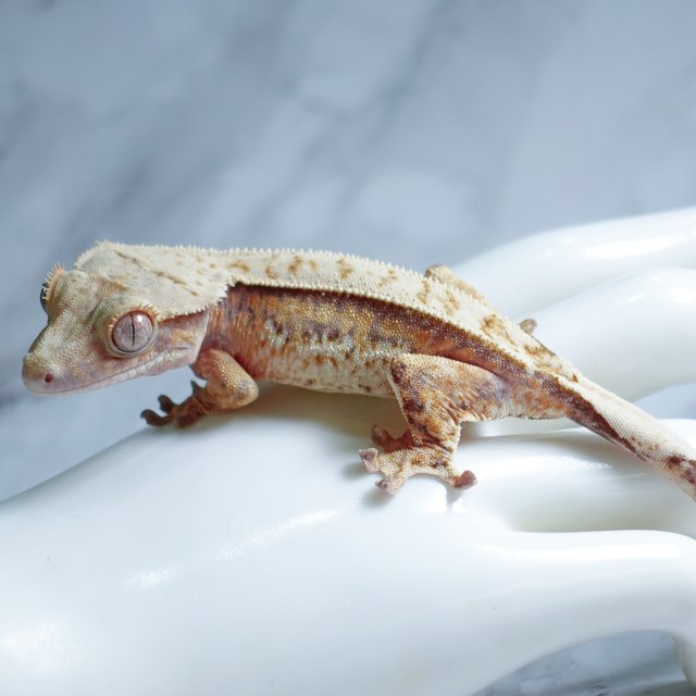 Tri Extreme Harlequin