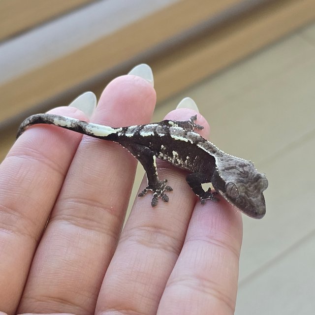 Axanthic