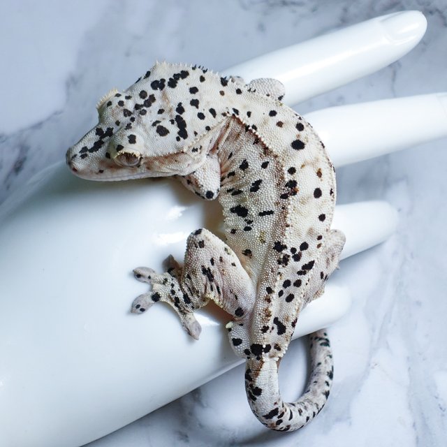 Super Dalmatian Dalmatian