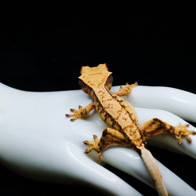 Extreme Harlequin Tangerine Tri