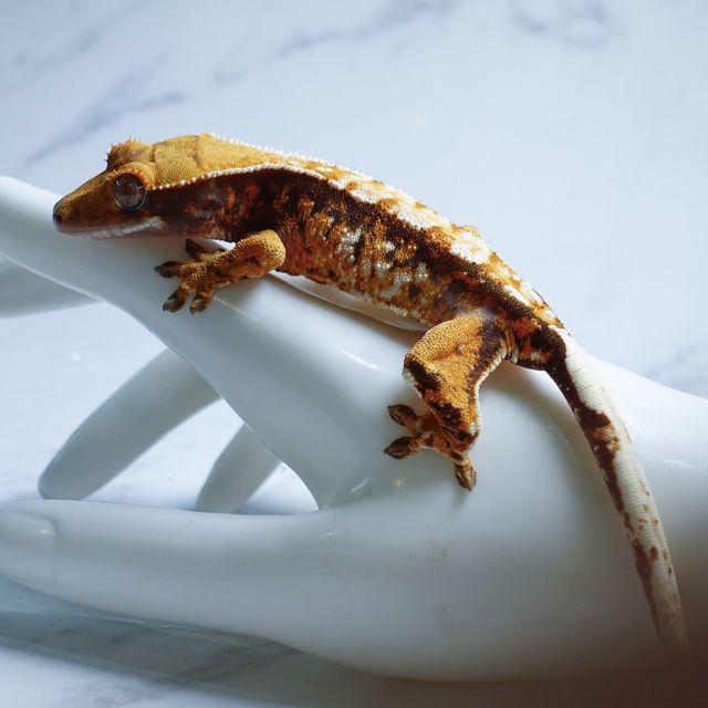 트라이 익스트림할리퀸 텐저린