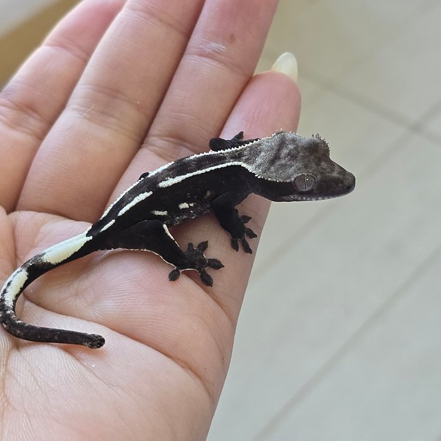 Axanthic
