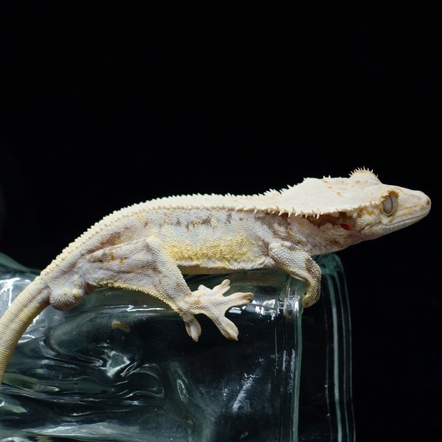 Lilly White