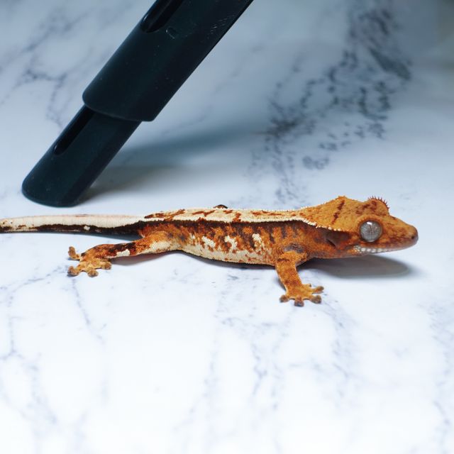 익스트림할리퀸 트라이 텐저린