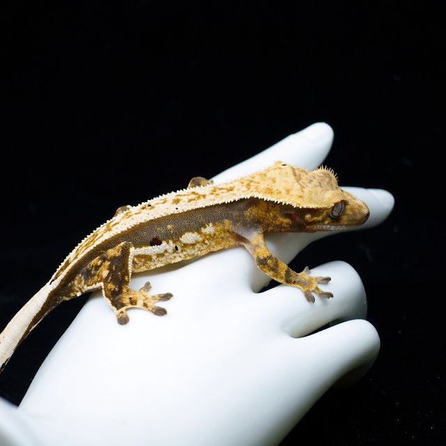 100% Het Axanthic