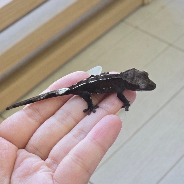 Axanthic