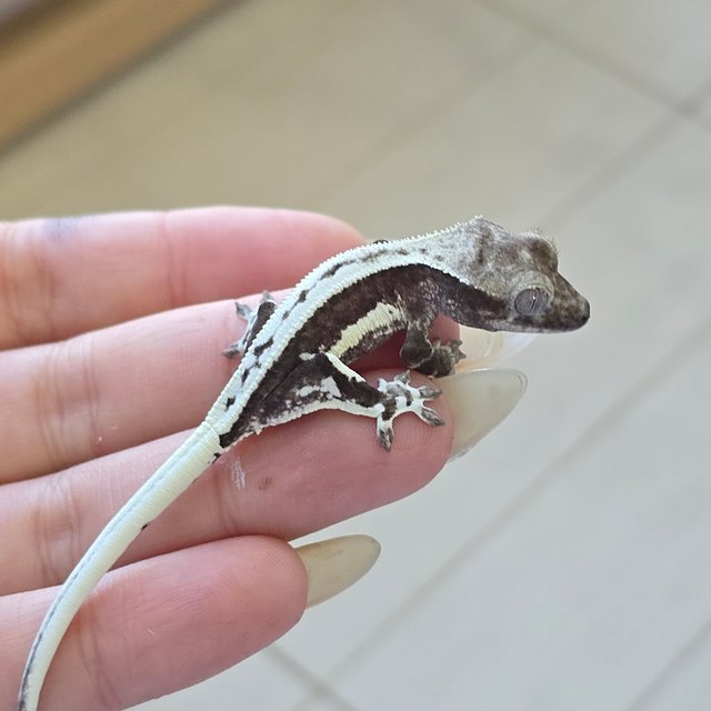 Axanthic