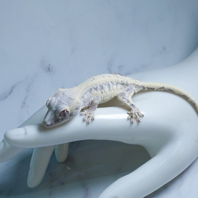 프라푸치노