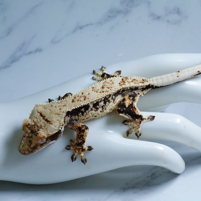 드리피 화이트스팟