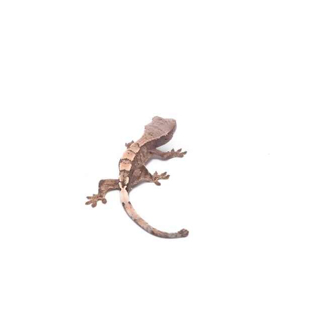 세이블