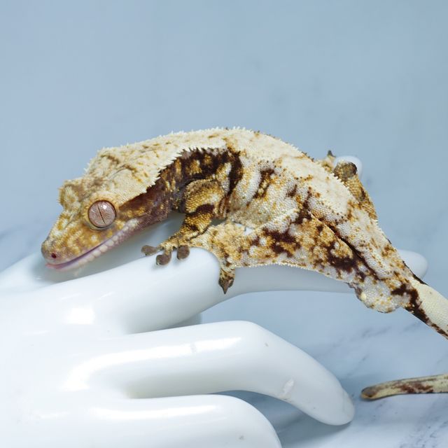 트라이 익스트림할리퀸 드리피