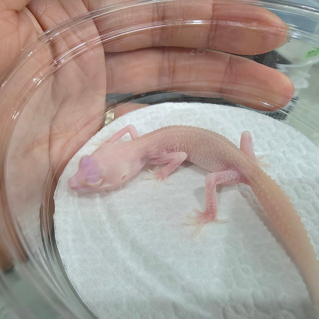 Bell Albino Super Snow