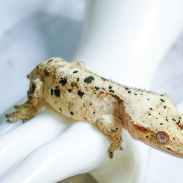 달마시안 슈퍼달마시안