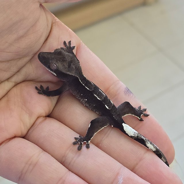 Axanthic