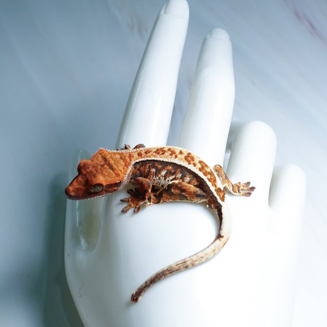 카푸치노 트라이