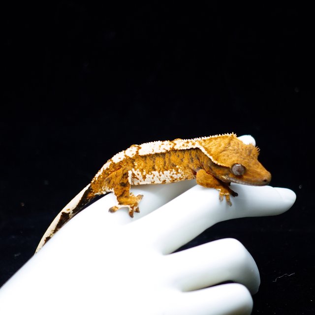 Tri Tangerine