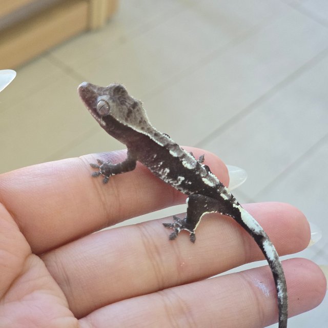 Axanthic