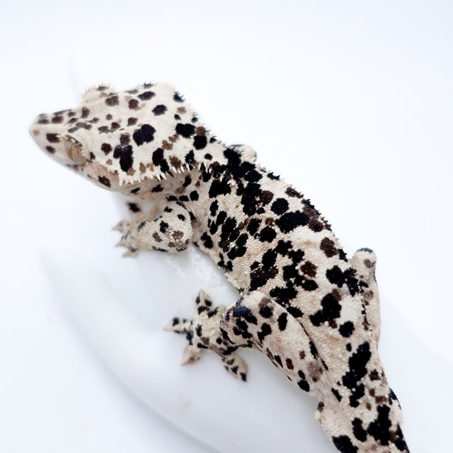 달마시안 슈퍼달마시안