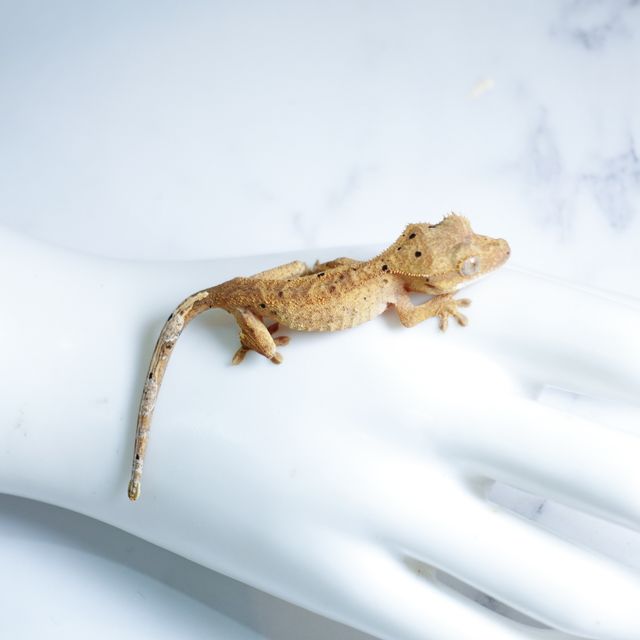 달마시안 슈퍼달마시안